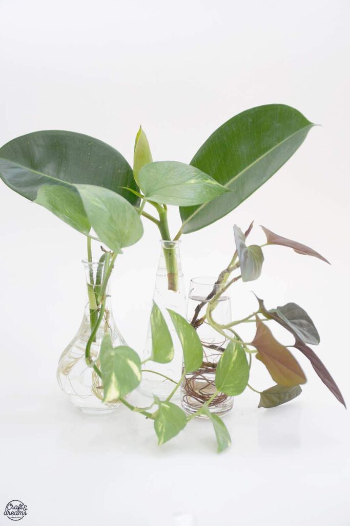 איך להשריש צמחי בית במים