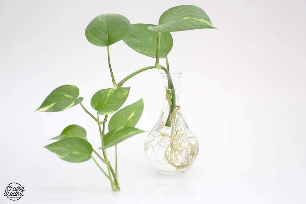 השרשה של פוטוס בצנצנת זכוכית