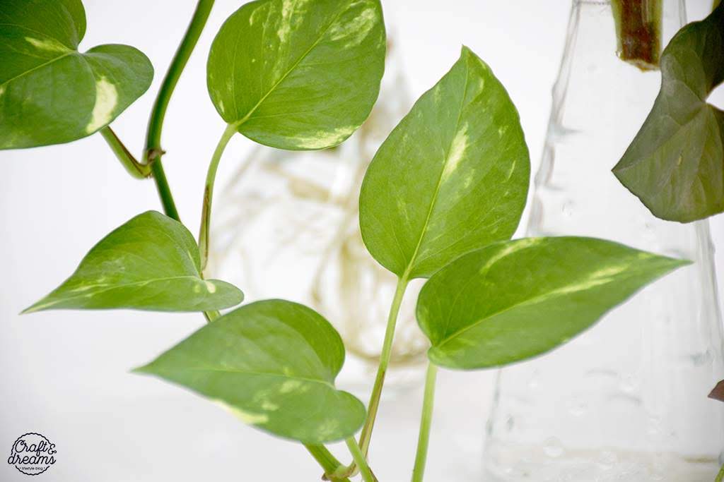 השרשה של פוטוס בצנצנת זכוכית - תקריב על העלים
