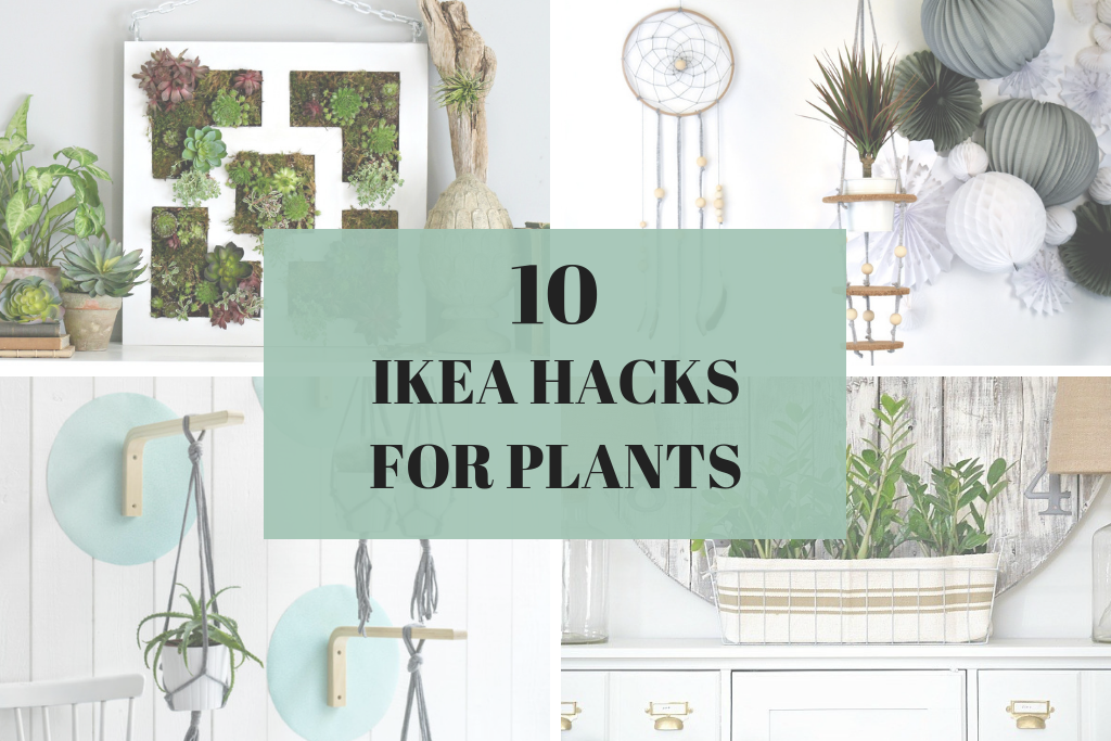 איקאה האקס לצמחים